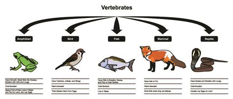 Vertebrate .